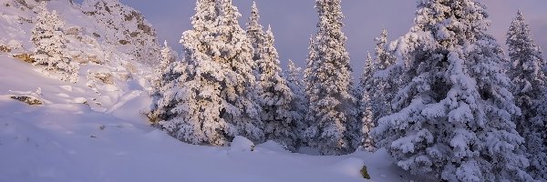 Zima, Świerki, Drzewa, Skały, Wzgórze