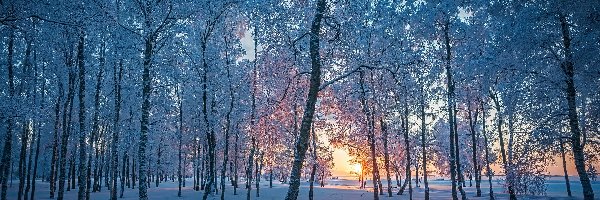 Zima, Wysokie, Ośnieżone, Wschód słońca, Drzewa