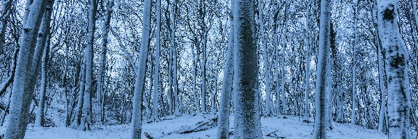 Zima, Wysokie, Las, Śnieg, Drzewa