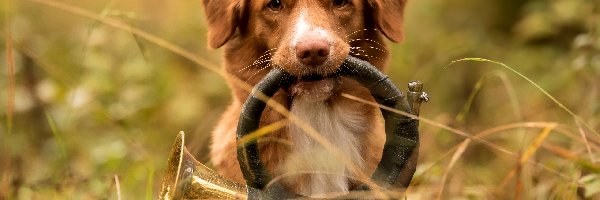 Trąbka sygnałowa, Trawa, Instrument, Trąbka myśliwska, Retriever z Nowej Szkocji, Pies