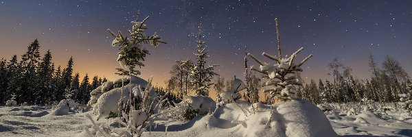 Noc, Drzewa, Krzewy, Gwiazdy, Ośnieżone, Zima