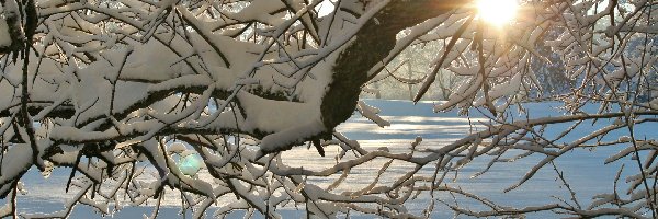 Ośnieżone, Drzewo, Słońce, Gałęzie, Śnieg, Zima