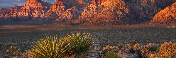 Stany Zjednoczone, Czerwone, Skały, Góry, Red Rock Canyon, Nevada, Rośliny