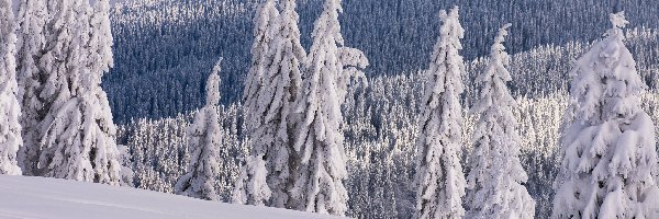 Zima, Ośnieżone, Śnieg, Góry, Drzewa