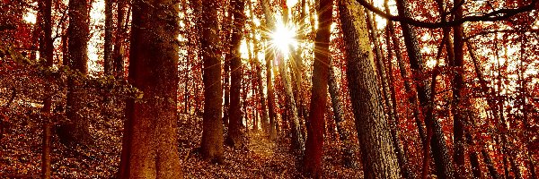 Promienie słońca, Las, Drzewa, Jesień