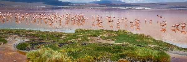 Boliwia, Ptaki, Flamingi, Laguna Colorada, Jezioro, Andy, Góry