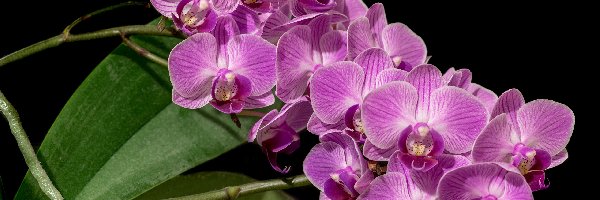 Orchidea, Storczyki, Kwiaty