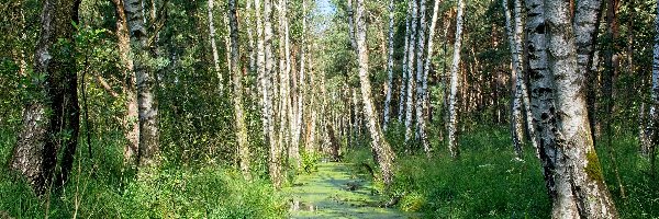 Lato, Brzozy, Las, Rośliny, Staw