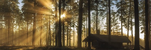 Las, Przebijające światło, Drzewa, Dom, Drewniany