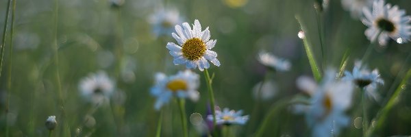 Margerytki, Rozmycie, Trawa, Kwiaty