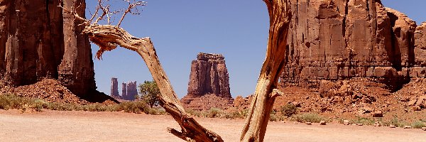 Stany Zjednoczone, Drzewo, Monument Valley, Suche, Skały, Utah, Wyżyna Kolorado