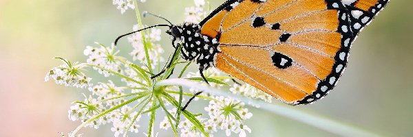 Dzika marchew, Makro, Roślina, Rozmycie, Monarcha złocisty, Motyl