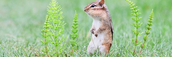 Skrzyp polny, Pręgowiec, Chipmunk