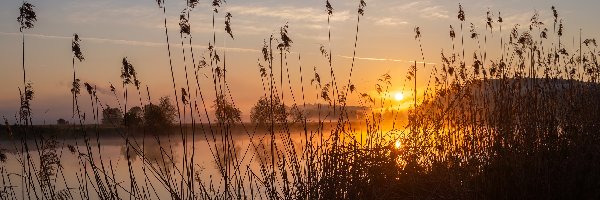 Trawa, Zachód słońca, Szuwary, Jezioro