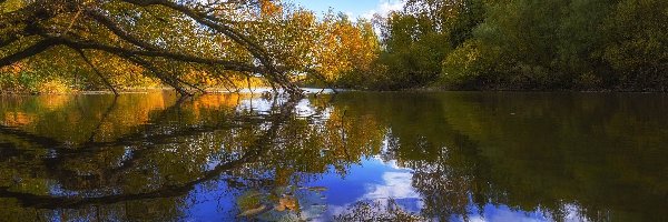 Jesień, Pochylone, Rzeka, Odbicie, Drzewa