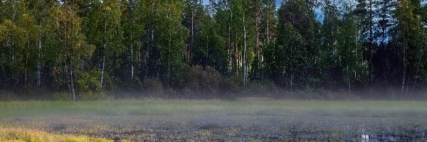 Staw, Drzewa, Trawa, Łabędzie, Las