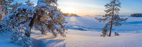 Zima, Wschód słońca, Śnieg, Sosny, Drzewa