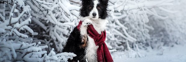 Zima, Border collie, Szalik, Pies, Biało-czarny, Gałązki, Ośnieżone