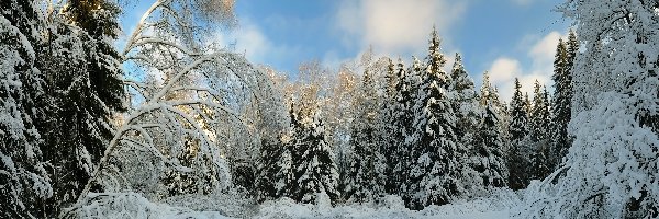 Zaśnieżone, Drzewa, Krzewy, Świerki, Śnieg, Zima
