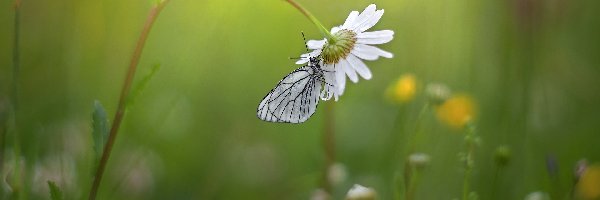 Niestrzęp głogowiec, Margerytka, Kwiat, Motyl