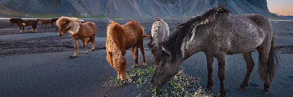 Piasek, Góry, Plaża Stokksnes, Góra Vestrahorn, Konie, Ciemny, Islandia