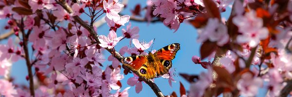 Motyl, Kwitnąca, Wiśnia, Rusałka pawik, Gałązki, Drzewo owocowe