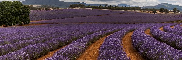 Australia, Drzewa, Góry, Lawenda, Pole, Tasmania, Nobowla