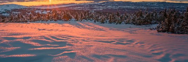 Świerki, Drzewa, Zatoka Cooka, Promienie słońca, Zima, Stany Zjednoczone, Alaska, Ośnieżone, Anchorage