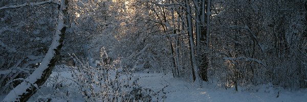 Zima, Las, Śnieg, Krzewy, Drzewa