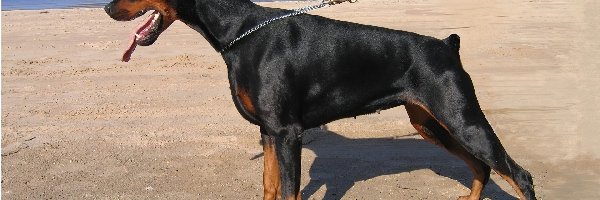 Plaża, Doberman