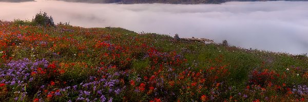 Góry, Castilleja, Łąka, Wulkan Mount St. Helens, Góry Kaskadowe, Stany Zjednoczone, Stan Waszyngton, Kwiaty, Mgła