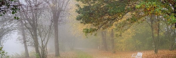 Park, Mgła, Ścieżka, Liście, Drzewa, Ławka, Opadłe, Jesień