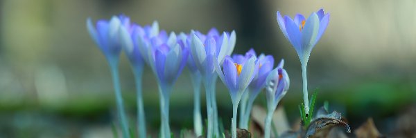 Krokusy, Kępka, Kwiaty, Liliowe