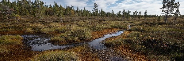 Drzewa, Rośliny, Bagna