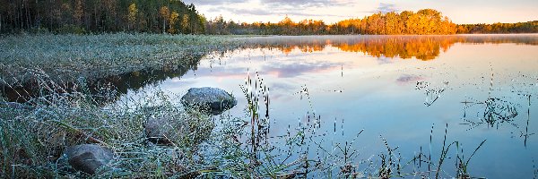 Rosja, Trawa, Kamienie, Drzewa, Jezioro Ładoga, Karelia, Brzeg