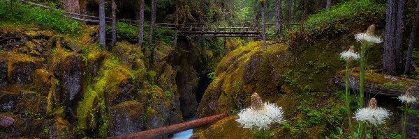 Mostek, Park Narodowy Mount Rainier, Las, Stan Waszyngton, Stany Zjednoczone, Skały, Rzeka