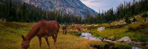 Lostine River, Wallowa Mountains, Stany Zjednoczone, Stan Oregon, Rzeka, Konie, Drzewa, Góry