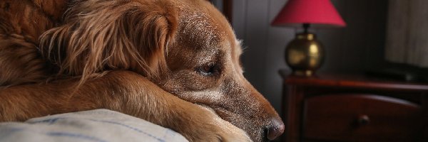 Pies, Golden retriever, Łóżko, Leżący