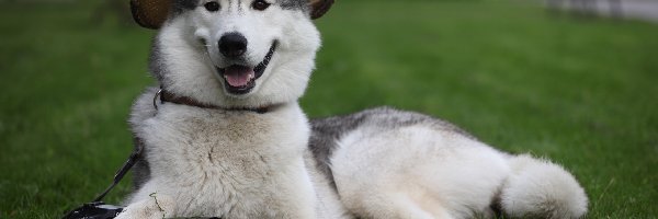 Kapelusz, Siberian Husky