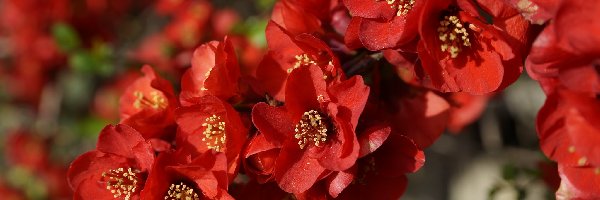 Kwiaty, Pigwowiec japoński, Czerwone, Roślina
