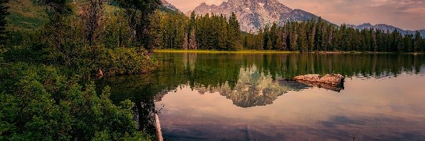 Drzewa, Park Narodowy Grand Teton, Jezioro Leigh Lake, Stan Wyoming, Stany Zjednoczone, Lasy, Góry