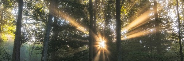 Drzewa, Promienie, Przebijające światło, Las