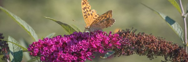 Różowa, Motyl, Budleja, Kwiat