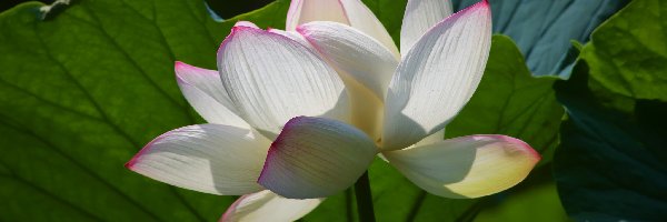 Kwiat, Liście, Lotos, Biało-różowy