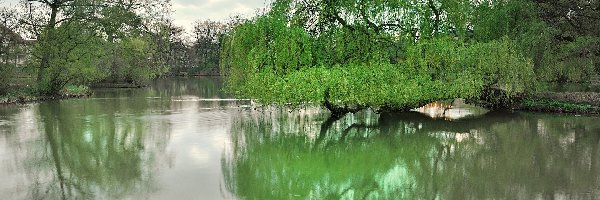 Staw, Drzewo, Wierzba płacząca, Park, Pochylone, Wiosna