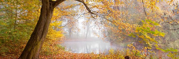 Mgła, Drzewa, Liście, Jesień, Staw, Park