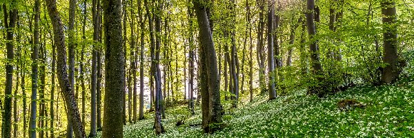 Czosnek niedźwiedzi, Drzewa, Kwiaty, Promienie słońca, Las, Wiosna