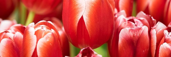 Zbliżenie, Tulipany, Czerwone