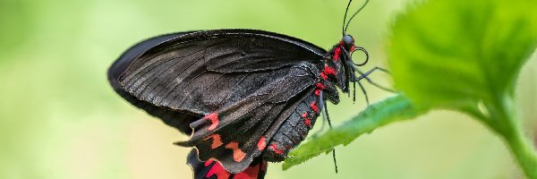 Czarny, Scarlet mormon, Motyl, Makro, Liść