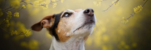 Jack Russell terrier, Pies